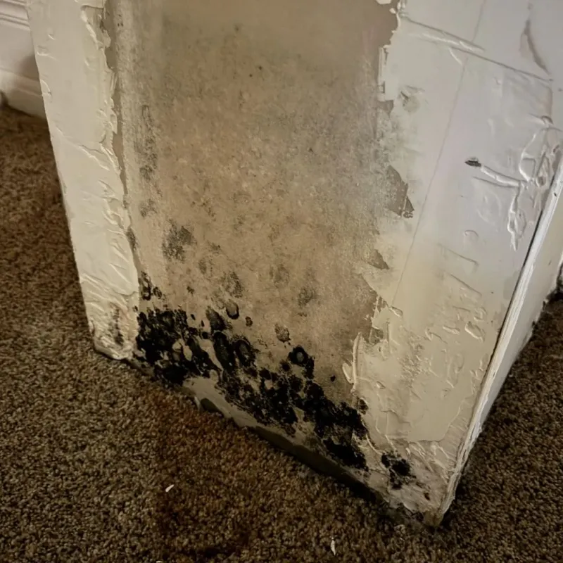Professional Mold Removal in Fulton, MS